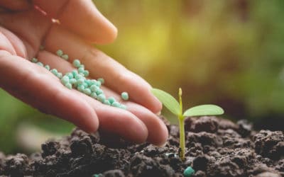 Kaffeepflanze Dünger: Coffea Arabica richtig düngen